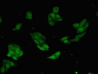 MAPK14 Antibody