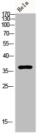 MAPK14 Antibody