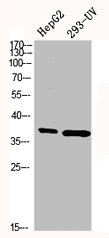 MAPK14 Antibody