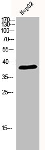 MAPK14 Antibody