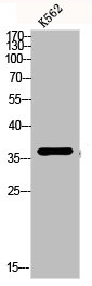 MAPK14 Antibody