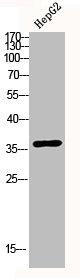 MAPK14 antibody