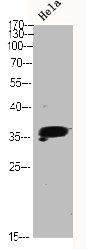 MAPK14 antibody