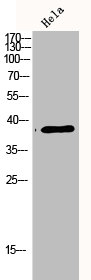 MAPK14 antibody