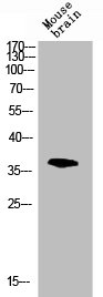 MAPK14 Antibody