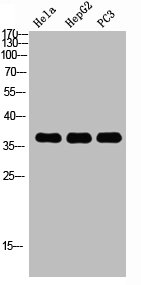 MAPK14 antibody