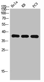 MAPK14 antibody