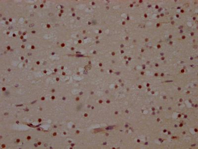 MAPK14 antibody