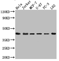 MAPK14 Recombinant Monoclonal Antibody