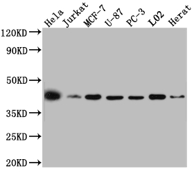 MAPK14 antibody