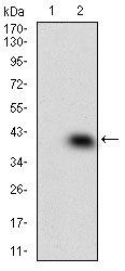 MAPK14 Antibody