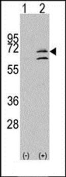 MAPK15 antibody