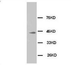 MAPK1/3 Antibody