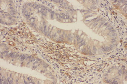 MAPK3 Antibody