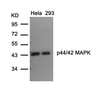 MAPK3 Antibody
