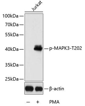 MAPK3 (Phospho-T202) antibody