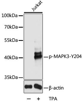 MAPK3 (Phospho-Y204) antibody