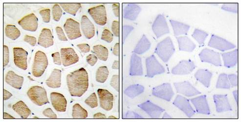MAPK3 Antibody