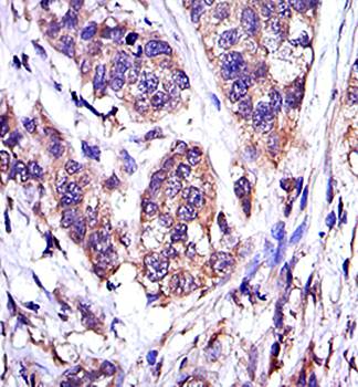 MAPK3 Antibody