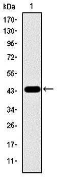 MAPK3 Antibody