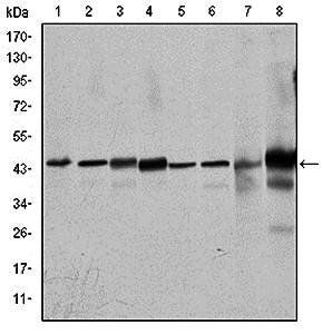 MAPK3 Antibody