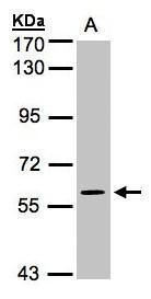 MAPK4 antibody