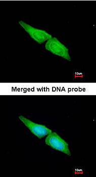 MAPK4 antibody