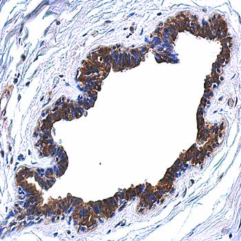 MAPK4 antibody