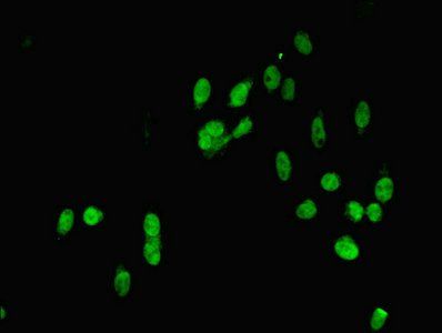 MAPK7 antibody