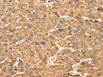 MAPK7 Antibody