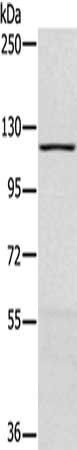 MAPK7 Antibody