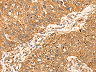 MAPK7 Antibody