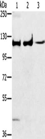 MAPK7 antibody