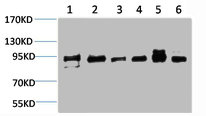 MAPK7 Antibody