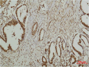 MAPK7 Antibody