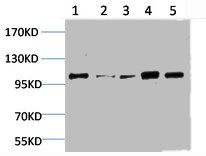 MAPK7 Antibody