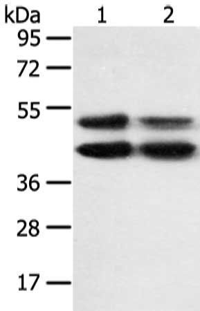 MAPK8 Antibody