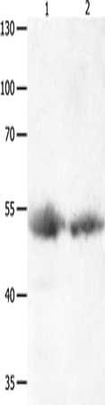 MAPK8 Antibody