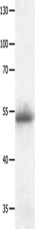 MAPK8 Antibody