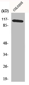 MAPK8IP1 Antibody