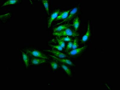 MAPK9 Antibody