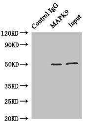 MAPK9 Antibody