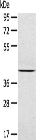 MAPK9 Antibody