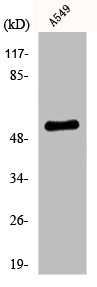 MAPK9 Antibody