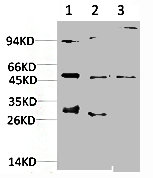 MAPK9 Antibody