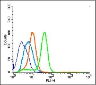 ERK1/2 (phospho-Thr202/Tyr204) antibody