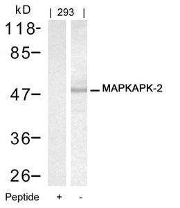 MAPKAPK2 (Ab-334) antibody