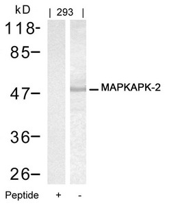 MAPKAPK2 Antibody