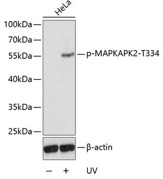 MAPKAPK2 (Phospho-T334) antibody