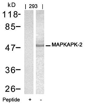 MAPKAPK-2 (Ab-334) Antibody